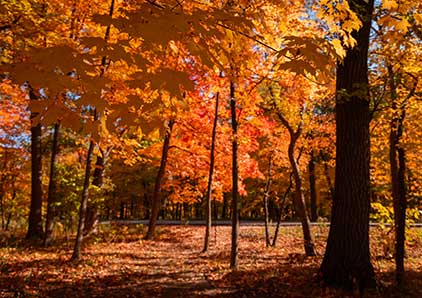 Des Plaines campus in the fall.